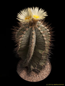 Astrophytum ornatum 924